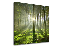 Slikanje sten DREVES ST021E12