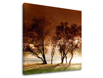 Slikanje sten DREVES ST026E12