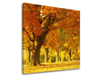 Slikanje sten DREVES ST027E12