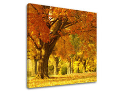 Slikanje sten DREVES ST027E12