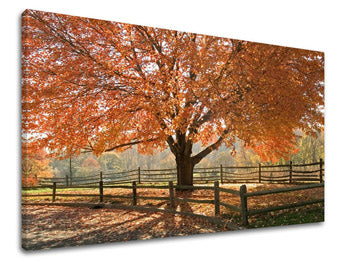 Slikanje sten DREVES ST030E11