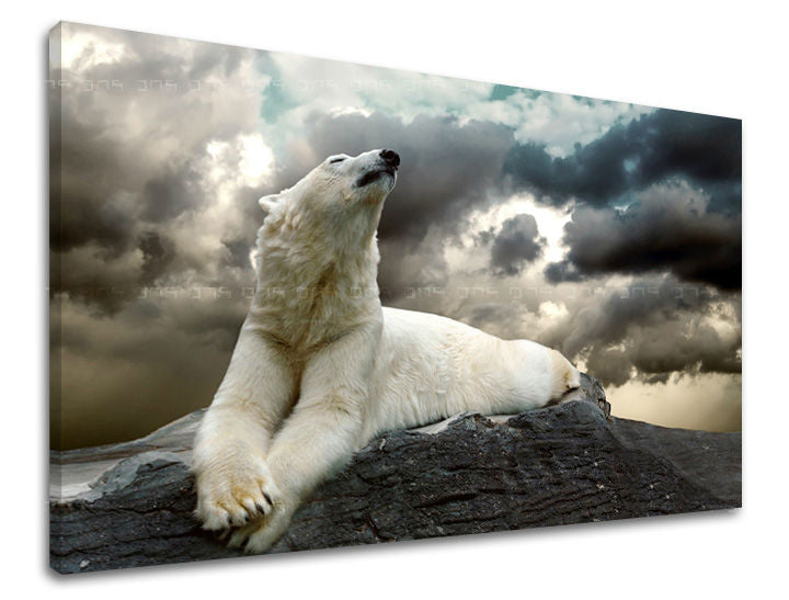 Stenska poslikava ŽIVALI ZV001E11