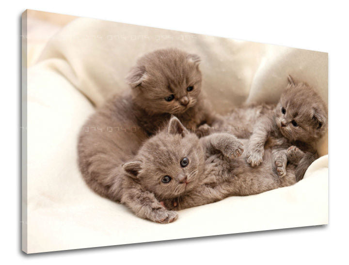 Stenska poslikava ŽIVALI ZV006E11