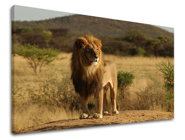 Stenska poslikava ŽIVALI ZV008E11