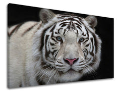 Stenska poslikava ŽIVALI ZV012E11