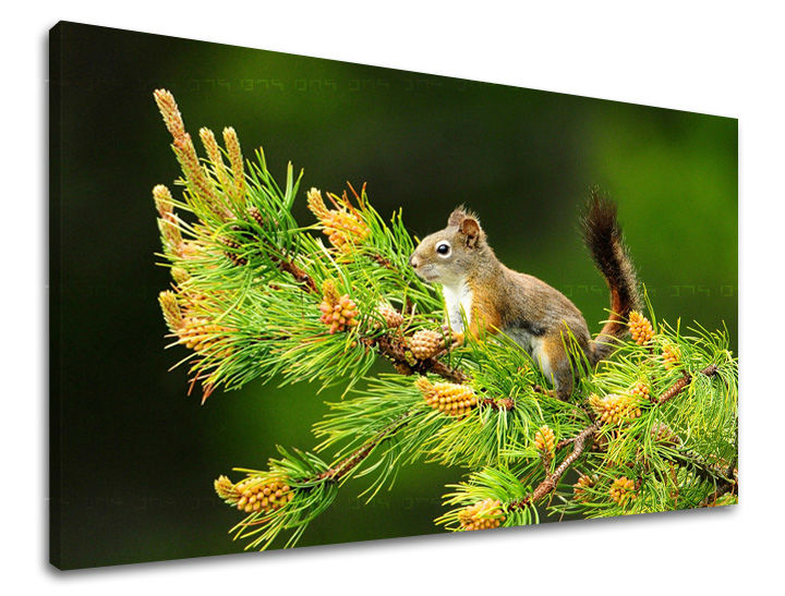 Stenska poslikava ŽIVALI ZV013E11