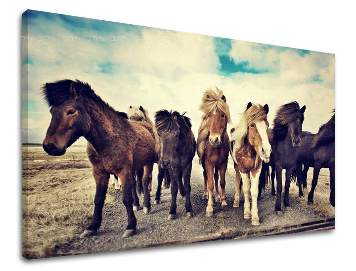 Stenska poslikava ŽIVALI ZV016E11