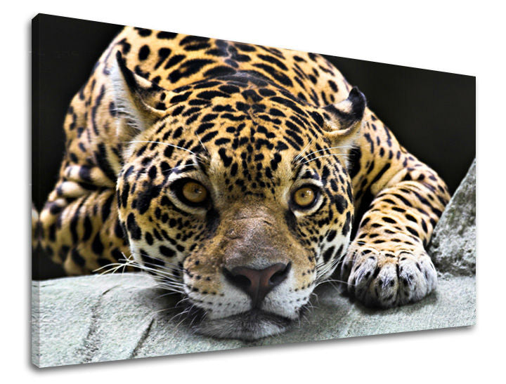 Stenska poslikava ŽIVALI ZV031E11