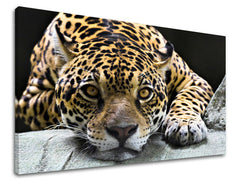 Stenska poslikava ŽIVALI ZV031E11