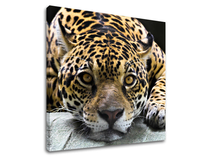 Stenska poslikava ŽIVALI ZV031E12