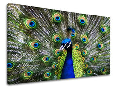 Stenska poslikava ŽIVALI ZV032E11