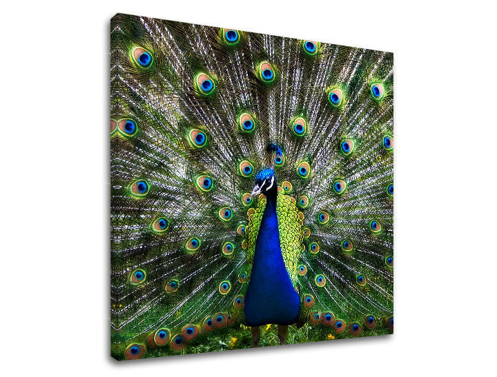 Stenska poslikava ŽIVALI ZV032E12