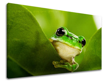 Stenska poslikava ŽIVALI ZV038E11