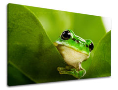 Stenska poslikava ŽIVALI ZV038E11