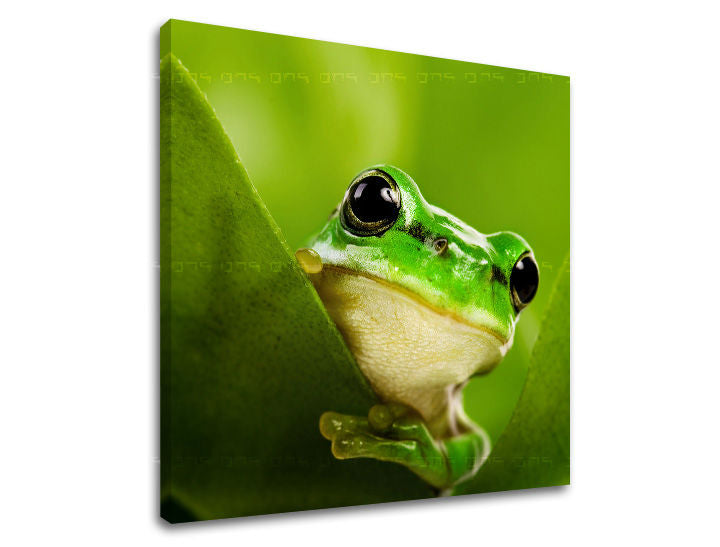 Stenska poslikava ŽIVALI ZV038E12