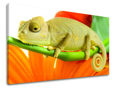 Stenska poslikava ŽIVALI ZV042E11