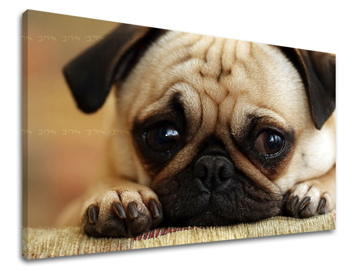 Stenska poslikava ŽIVALI ZV043E11