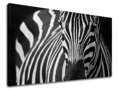 Stenska poslikava ŽIVALI ZV044E11