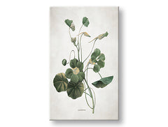 Slika na platnu PLANTS 011