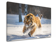 Slika na platnu z motivom tiger teče po snegu – 3D prikaz platna z vidnim lesenim okvirjem, Papilora.