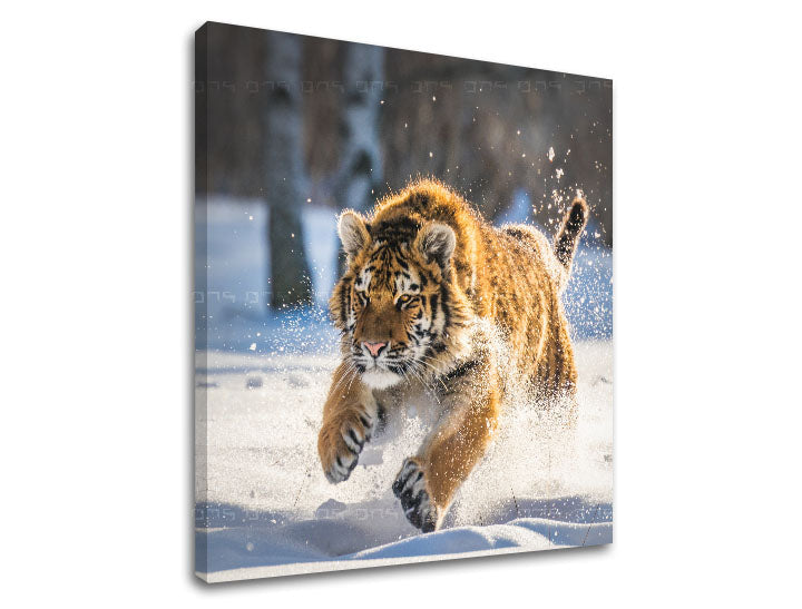 Slika na platnu z motivom tiger teče po snegu – 3D prikaz platna z vidnim lesenim okvirjem, Papilora.