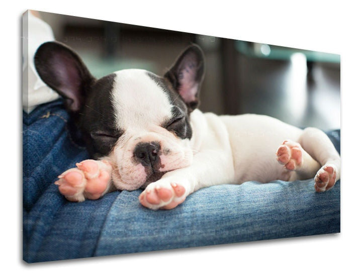 Slika na platnu z motivom speči francoski buldog na modrih kavbojkah – 3D prikaz platna z vidnim lesenim okvirjem, Papilora.