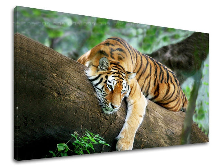 Slika na platnu z motivom tiger počiva na drevesnem deblu – 3D prikaz platna z vidnim lesenim okvirjem, Papilora.