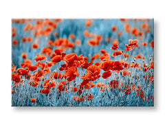 Stenska slika RED ROŽE_159-11