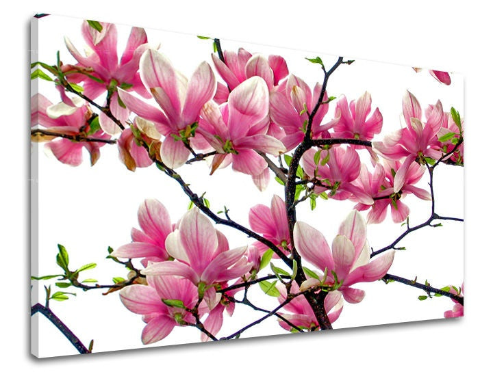 Slika na platnu z motivom rožnate magnolije na vejah – 3D prikaz platna z vidnim lesenim okvirjem, Papilora.