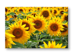 Stenska slika YELLOW ROŽE_168-11